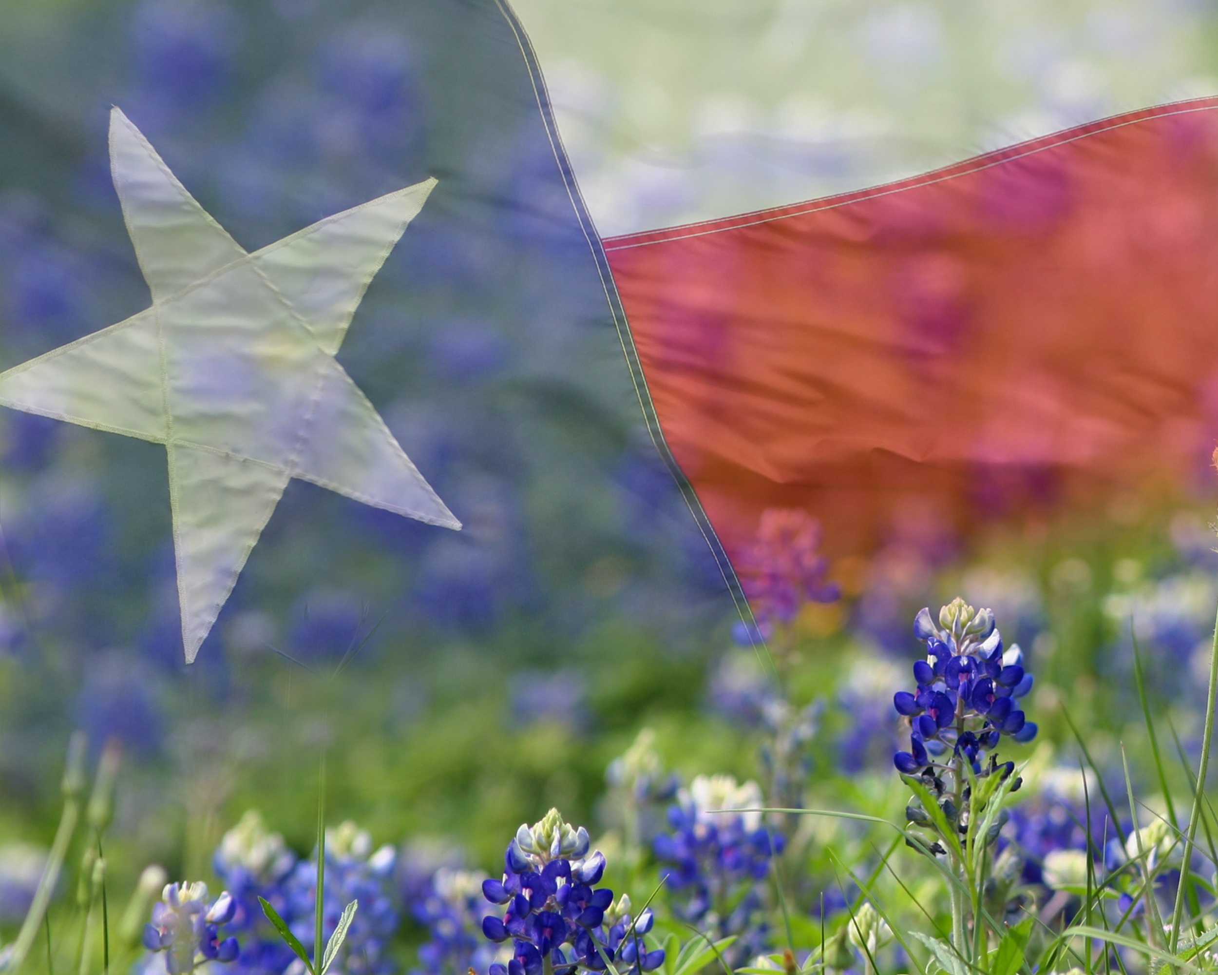 Texas Flag and Bluebonnets